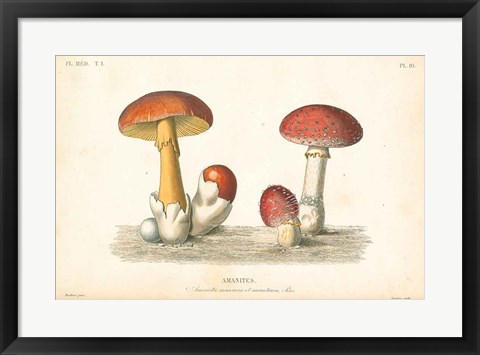 Framed French Mushrooms I Print