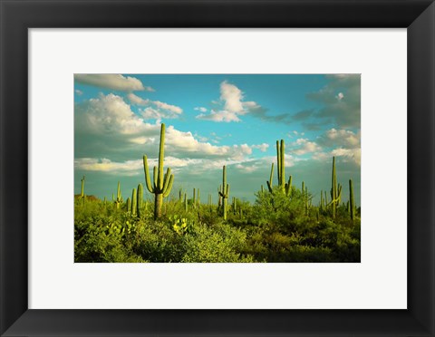 Framed Saguaros No. 2 Print