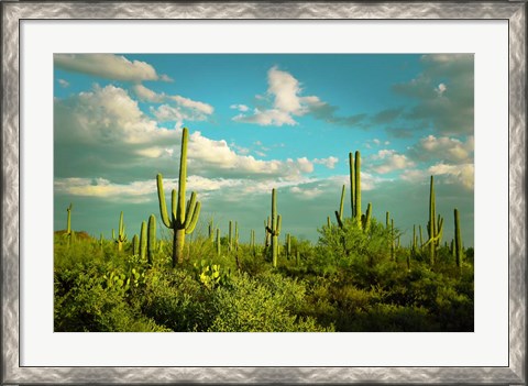 Framed Saguaros No. 2 Print