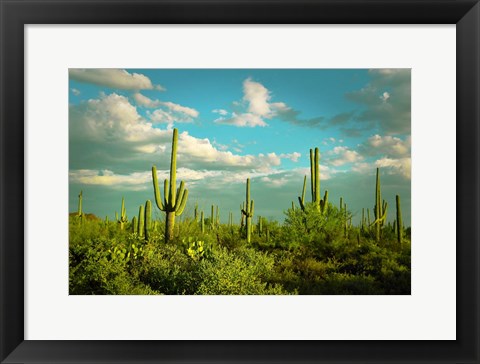 Framed Saguaros No. 2 Print