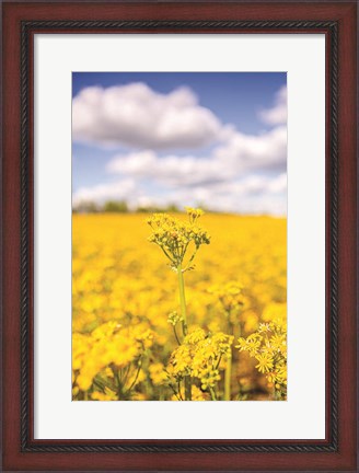 Framed Field of Yellow III Print