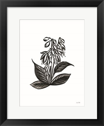 Framed Pen and Ink Wildflower III Print