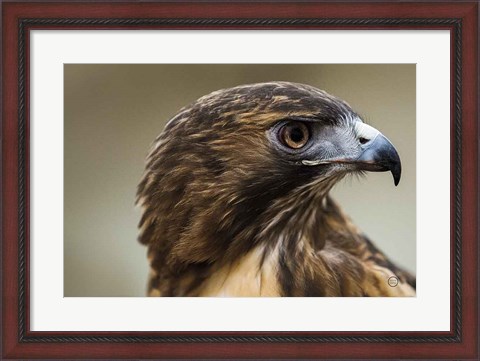 Framed Red Tailed Hawk Profile Print