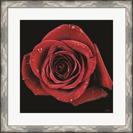 Framed Broken Heart Rose Print