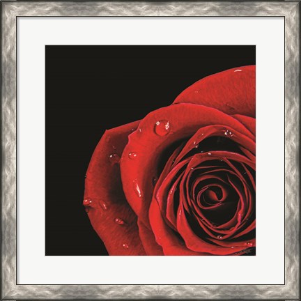 Framed Pop of Red Rose Print