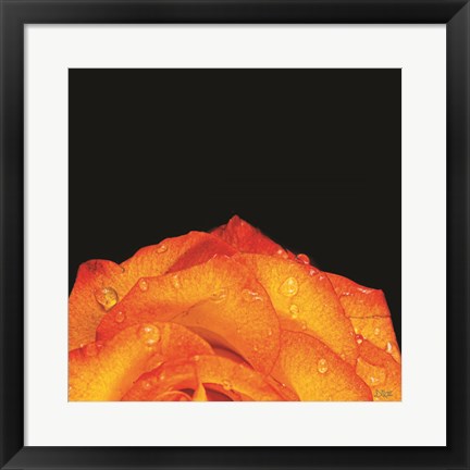 Framed Orange Petals Print
