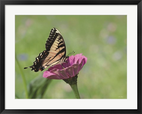 Framed Butterfly Resting Spot I Print