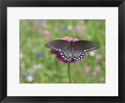 Framed Butterfly Resting Spot II Print