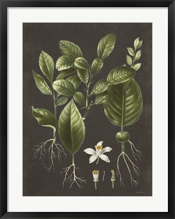 Framed Citrus Botanical Print