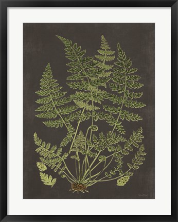 Framed Fern Study Print