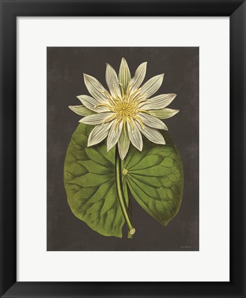 Framed Lily Print