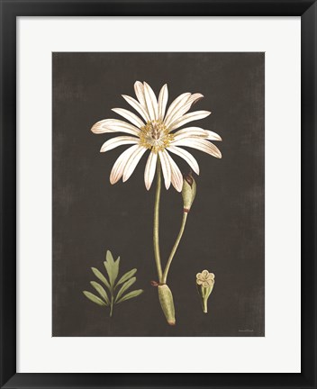 Framed Naturalist Bloom Study Print