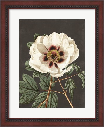 Framed Vintage Rose Print