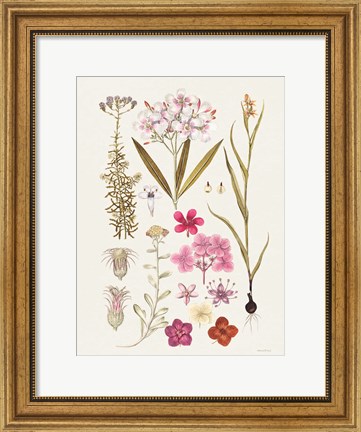 Framed Vintage Bloom Study Print
