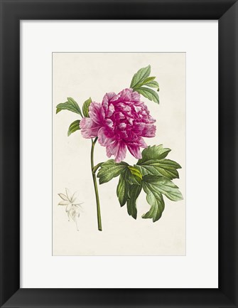 Framed Pretty Pink Botanicals I Print