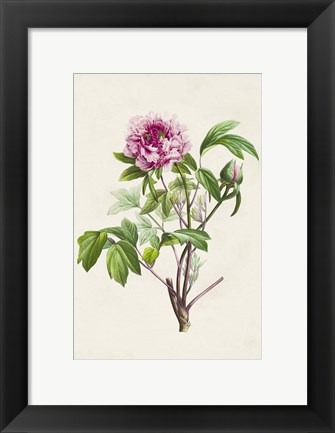 Framed Pretty Pink Botanicals V Print