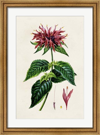 Framed Antique Floral Folio I Print