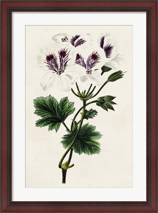 Framed Antique Floral Folio IX Print