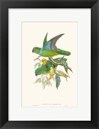 Framed Lime &amp; Cerulean Parrots II Print