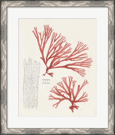 Framed Vintage Coral Study I Print