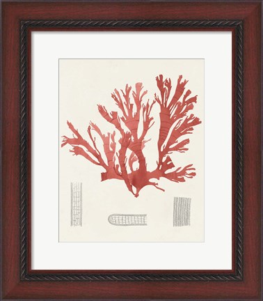 Framed Vintage Coral Study IV Print