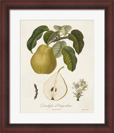 Framed Vintage Pears I Print