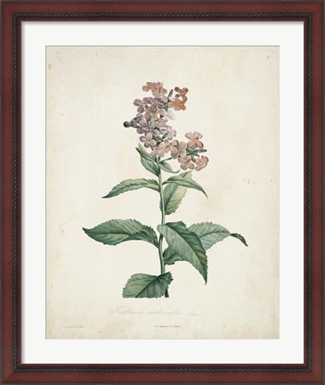 Framed Traditional Botanical II Print