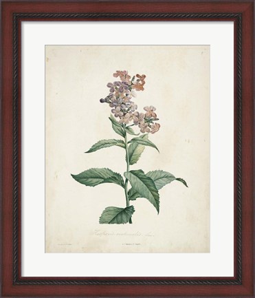 Framed Traditional Botanical II Print