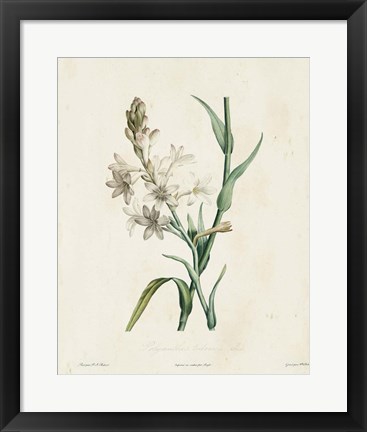 Framed Traditional Botanical IV Print