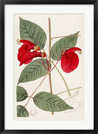 Framed Flora of the Tropics II Print