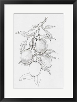 Framed Fruit-Bearing Branch I Print