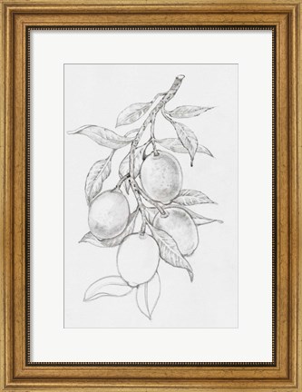 Framed Fruit-Bearing Branch I Print