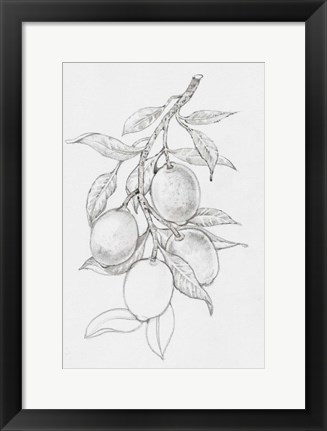 Framed Fruit-Bearing Branch I Print