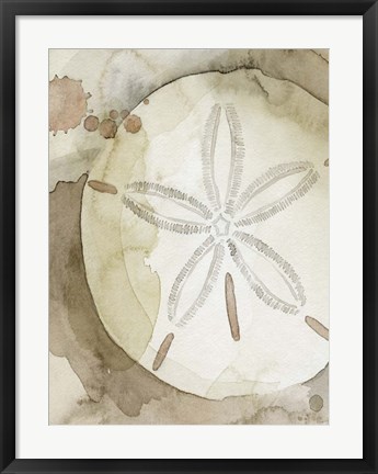 Framed Dry Sand Dollar II Print