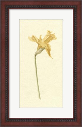 Framed Vintage Daffodil II Print
