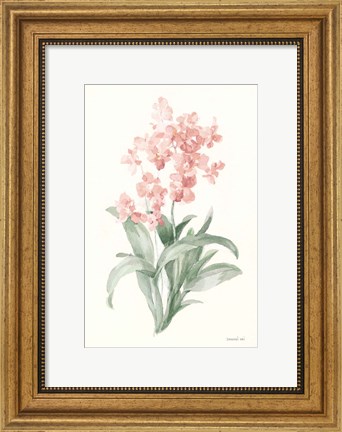 Framed Spring Orchid I Print
