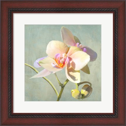 Framed Jewel Orchids II Print
