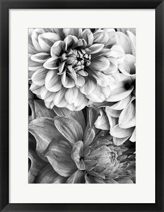 Framed B&amp;W Flower 2 Print