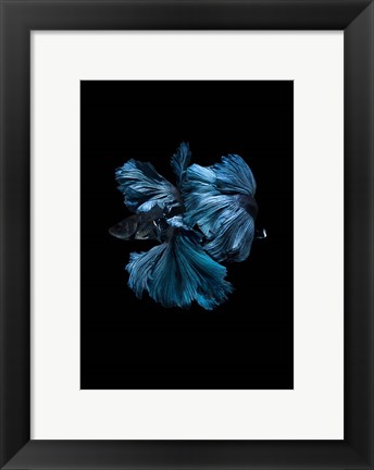 Framed Blue Betta Print