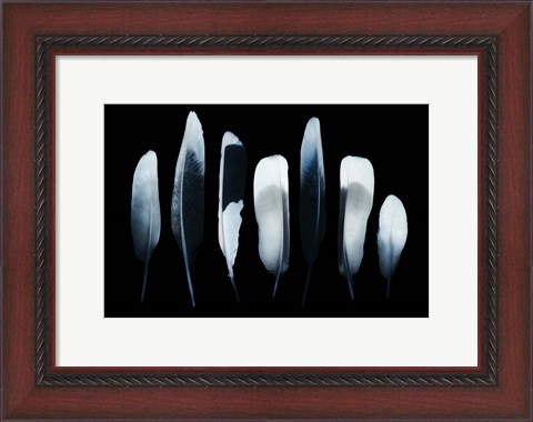 Framed Feathers Print