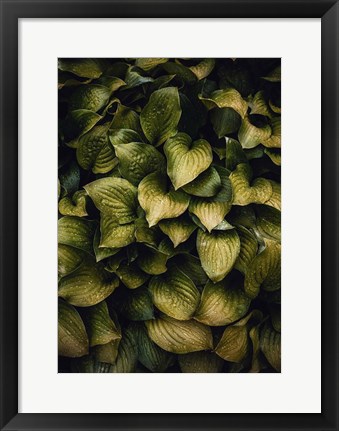 Framed Hostas Leaves Print