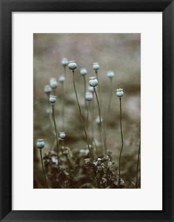 Framed Poppy Pods Print