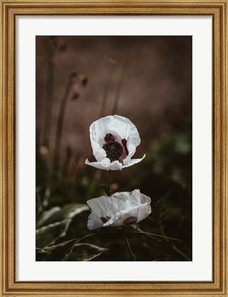 Framed White Poppies Print