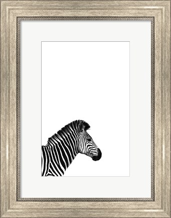 Framed Zebra 2 Print