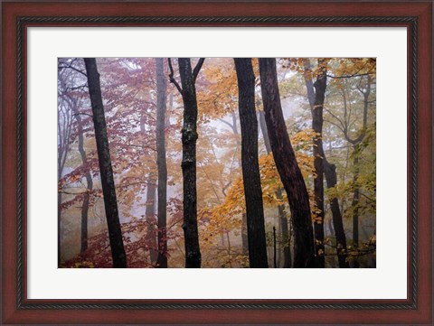 Framed October Trees Print