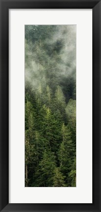 Framed Smoky Forest Panel II Print