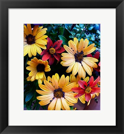 Framed Colorful Bunch Print
