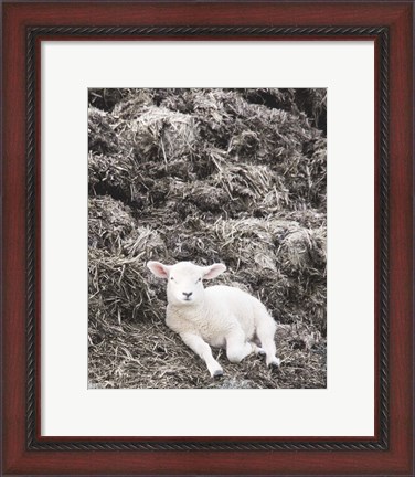 Framed Sheep Vibes Print