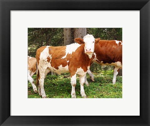 Framed Swiss Cows Print