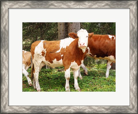 Framed Swiss Cows Print